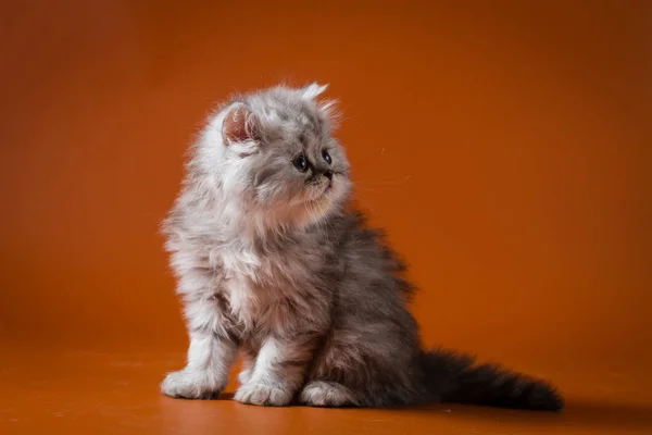 ストレートのロングヘアの肖像子猫 — ストック写真