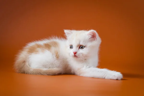 Cute red and white Scottish Straight kitten — Stock Photo, Image