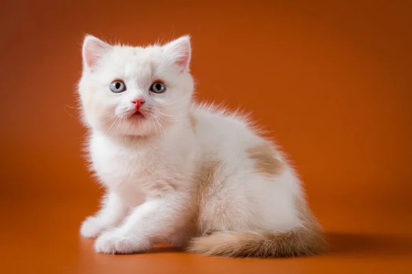 Симпатичный красный и белый шотландский котенок — стоковое фото