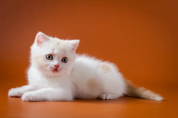 Bonito vermelho e branco escocês em linha reta gatinho — Fotografia de Stock