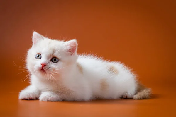 Niedliches rot-weißes schottisches Kätzchen — Stockfoto