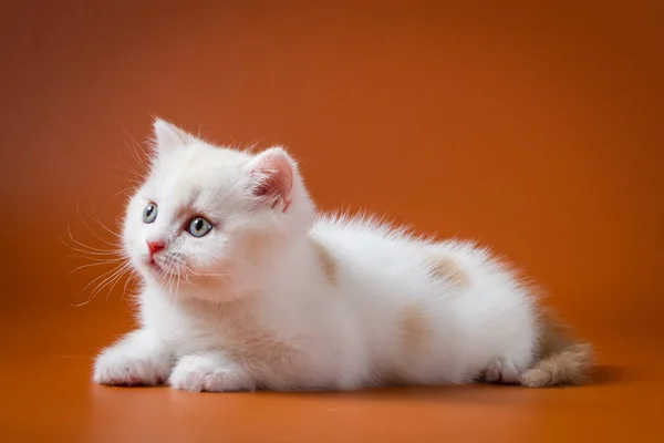 Cute red and white Scottish Straight kitten — Stock Photo, Image