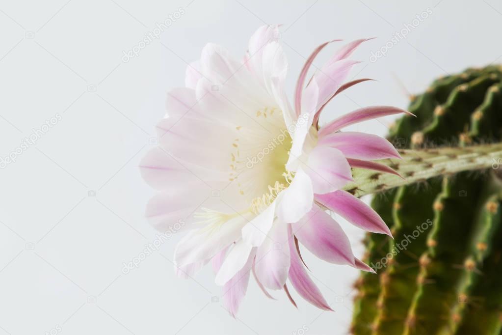 Close-up blossoming cactus