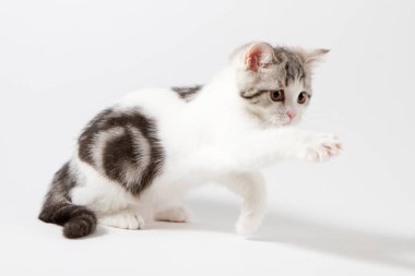 Beyaz arka plan üzerinde oynarken İskoç düz yavru kedi