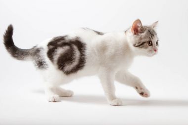 Beyaz arka plan üzerinde yürüme İskoç düz yavru kedi
