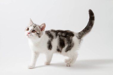 Beyaz arka plan üzerinde yürüme İskoç düz yavru kedi