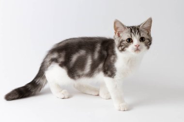 Beyaz arka plan üzerinde yürüme İskoç düz yavru kedi