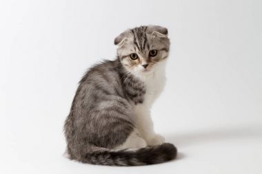 Beyaz bir arka planda oturan İskoç fold yavru kedi