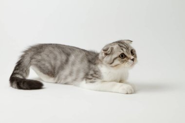 Portre sevimli scottish fold yavru kedi beyaz bir arka plan karşı yalan