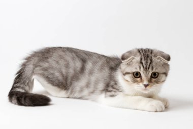 Portre sevimli scottish fold yavru kedi beyaz bir arka plan karşı yalan