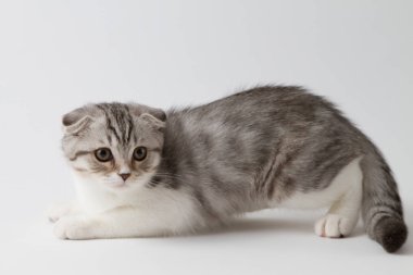Portre sevimli scottish fold yavru kedi beyaz bir arka plan karşı yalan