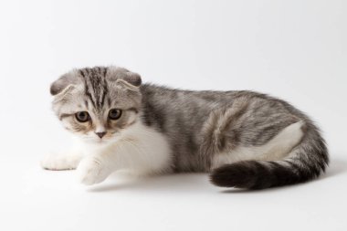 Portre sevimli scottish fold yavru kedi beyaz bir arka plan karşı yalan