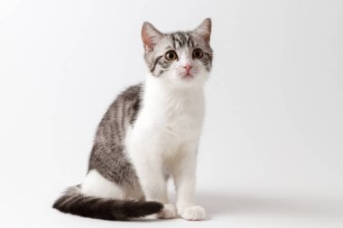 Beyaz arka plan üzerinde oturan sevimli İskoç düz yavru kedi