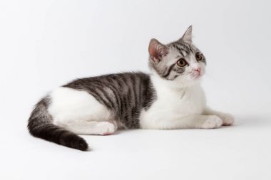 Beyaz arka plan üzerinde yalan şirin İskoç düz yavru kedi