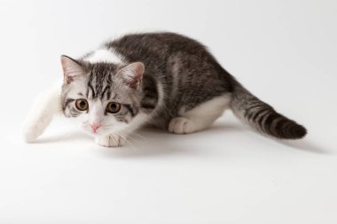 İskoç düz yavru kedi BI-renk beyaz arka plan üzerinde oynarken benekli