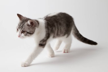 İskoç düz yavru kedi BI-renk beyaz arka plan üzerinde yürüme benekli