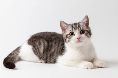 Beyaz arka plan üzerinde yalan İskoç düz yavru kedi