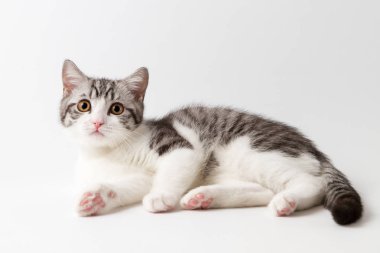 Beyaz arka plan üzerinde yalan İskoç düz yavru kedi