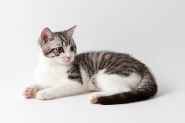Beyaz arka plan üzerinde yalan İskoç düz yavru kedi