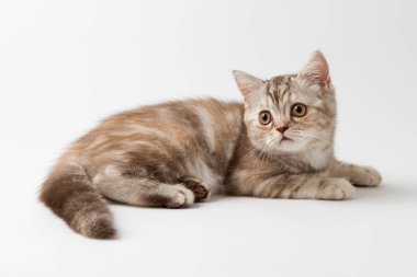 Beyaz arka plan üzerinde yalan İskoç düz yavru kedi