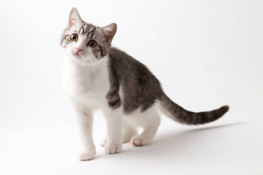İskoç düz beyaz bir arka plan karşı dört bacağı kalan yavru kedi