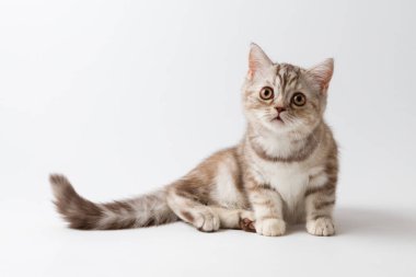 Beyaz arka plan üzerinde yalan İskoç düz yavru kedi