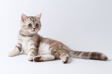 Beyaz arka plan üzerinde yalan İskoç düz yavru kedi