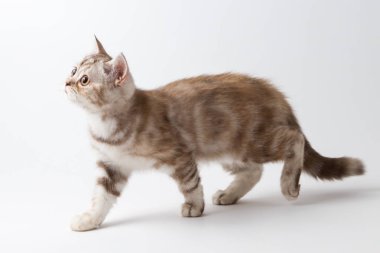 İskoç düz beyaz arka plan üzerinde yürüme