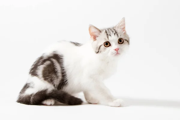 Leuk Schotse rechte katje zittend op witte achtergrond — Stockfoto