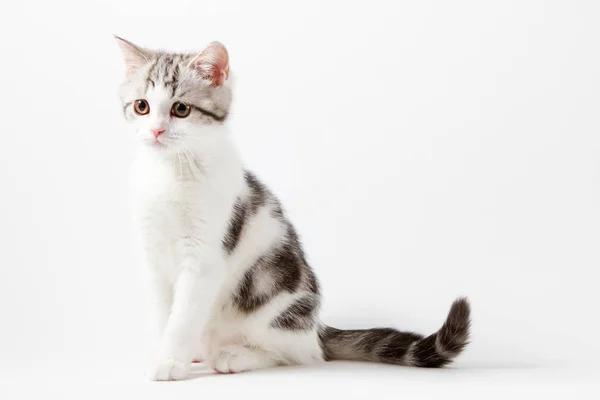 Lindo escocés recta gatito sentado en blanco fondo — Foto de Stock