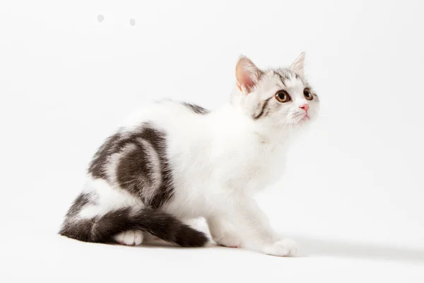Niedliche schottische gerade Kätzchen sitzt auf weißem Hintergrund — Stockfoto