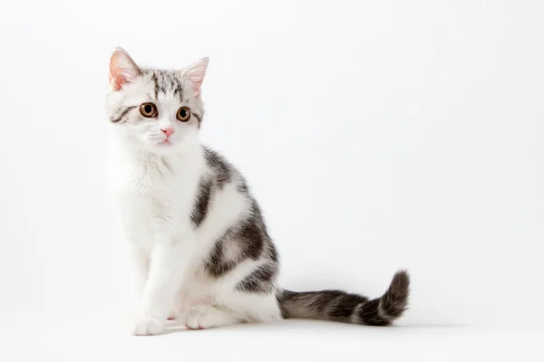 Милий шотландський прямі кошеня, сидячи на білому тлі — стокове фото