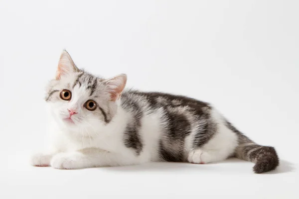 Шотландский прямой котенок лежит на белом фоне — стоковое фото