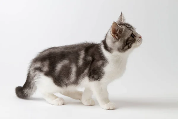 Schottische gerade Kätzchen zu Fuß auf weißem Hintergrund — Stockfoto