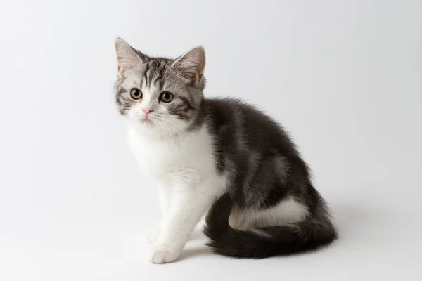 Niedliche schottische gerade Kätzchen sitzt auf weißem Hintergrund — Stockfoto