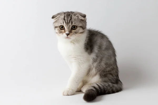 Scottish fold kitten sitting against a white background — Stock Photo, Image