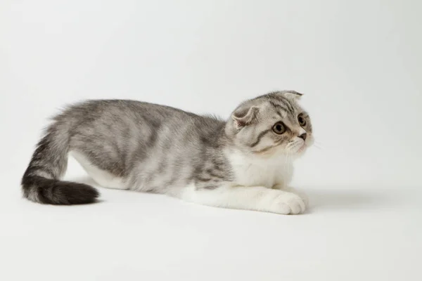 Retrato de bonito escocês dobra gatinho deitado contra um fundo branco — Fotografia de Stock