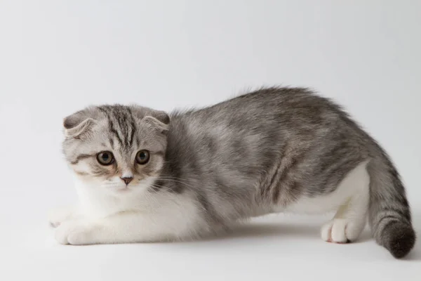 Retrato de bonito escocês dobra gatinho deitado contra um fundo branco — Fotografia de Stock