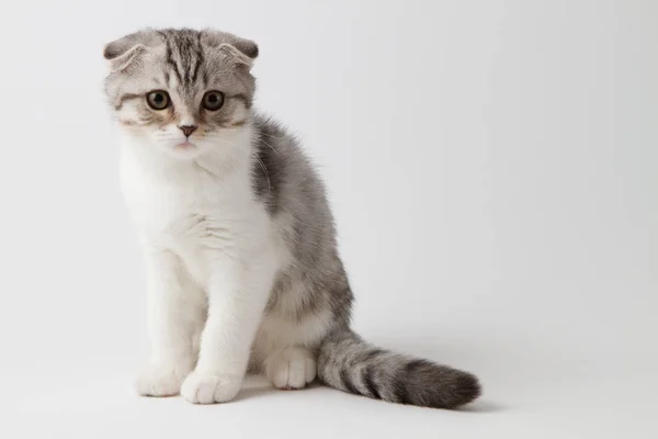 Gatito pliegue escocés sentado sobre un fondo blanco — Foto de Stock