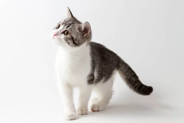 Lindo escocés recta gatito caminando sobre blanco fondo — Foto de Stock