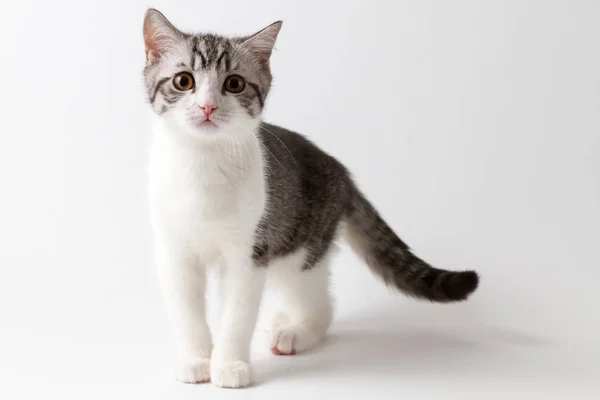 Scottish Straight gatito permaneciendo cuatro patas sobre un fondo blanco — Foto de Stock