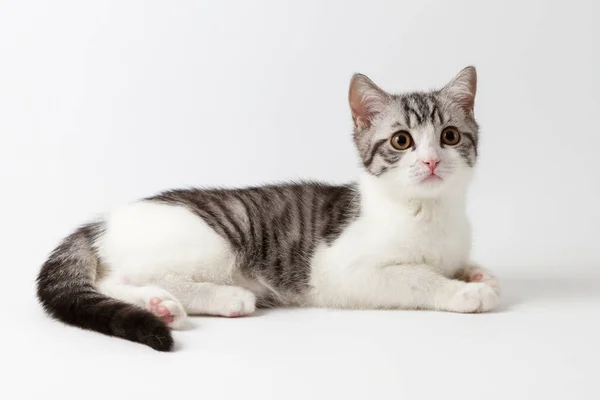 Scottish Straight gattino sdraiato su sfondo bianco — Foto Stock