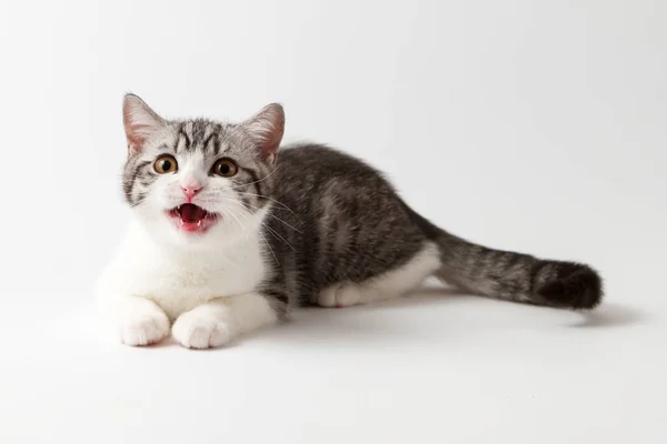 Scottish Straight kitten lying on white background — Stock Photo, Image