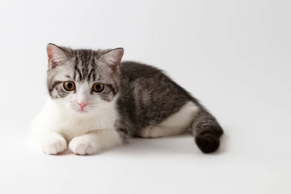 Scottish Straight kitten lying on white background — Stock Photo, Image