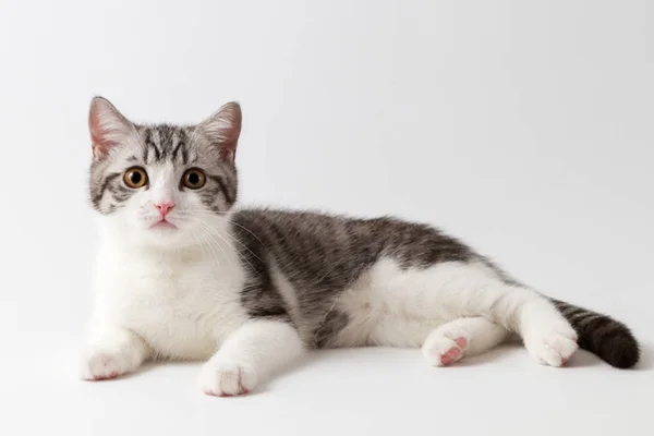 Szkocki prosto kotek kłamliwy na białym tle — Zdjęcie stockowe