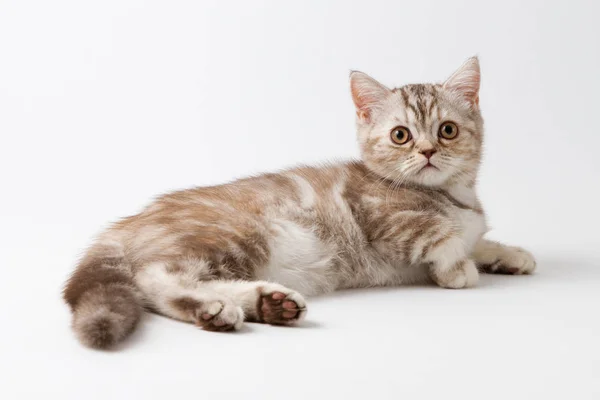 Escocés recta gatito acostado sobre blanco fondo — Foto de Stock