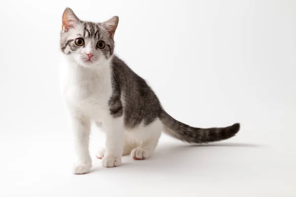 Szkocki prosto Kitten pobyt cztery nogi na białym tle — Zdjęcie stockowe