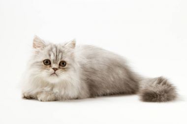 Uzun saç yavru kedi beyaz arka plan üzerinde yalan