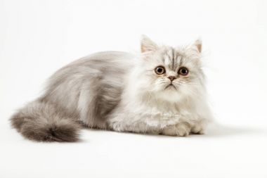 Uzun saç yavru kedi beyaz arka plan üzerinde yalan