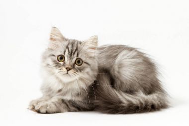 Beyaz arka plan üzerinde oturan uzun saç yavru kedi